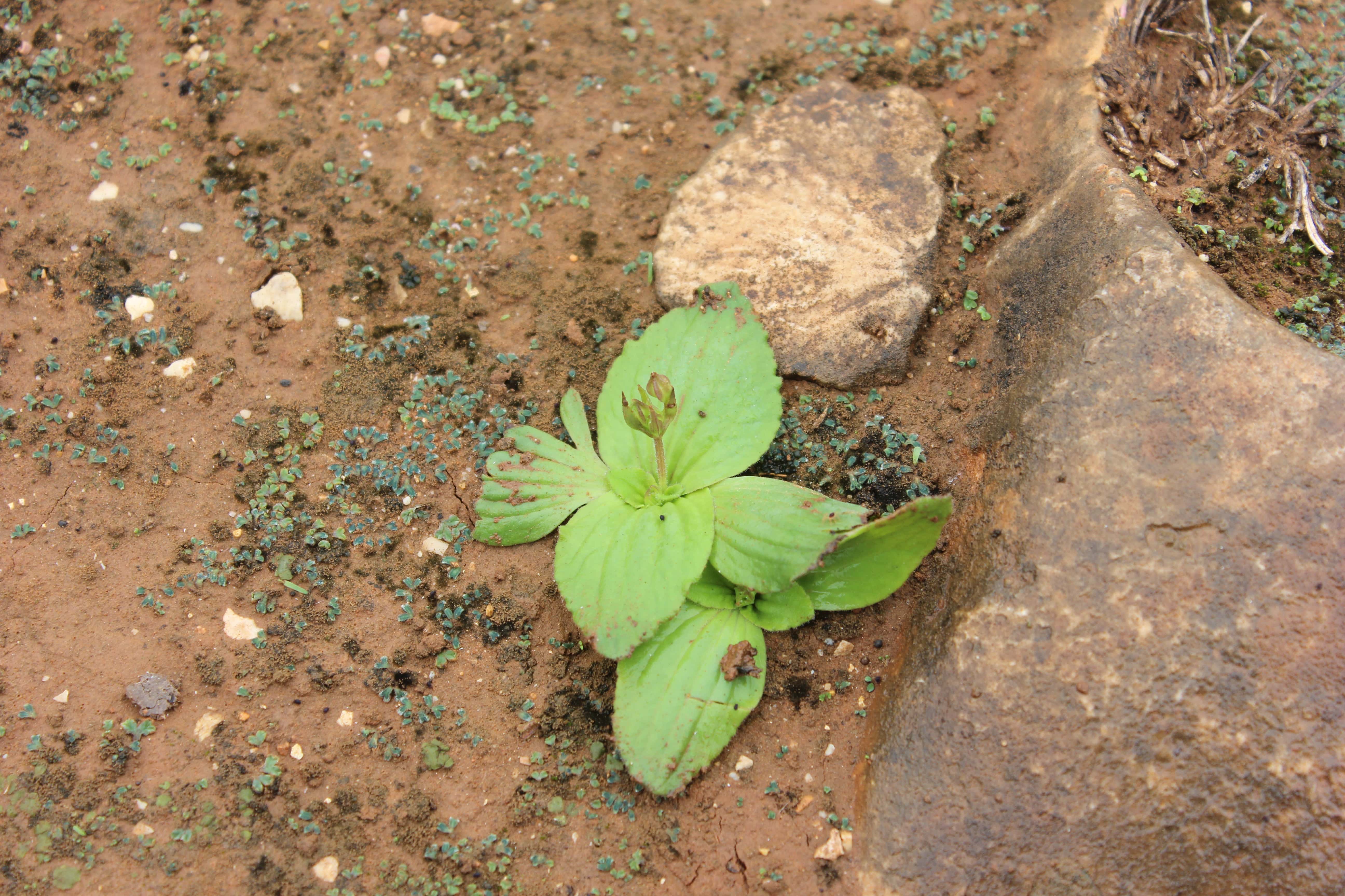 Plant Image